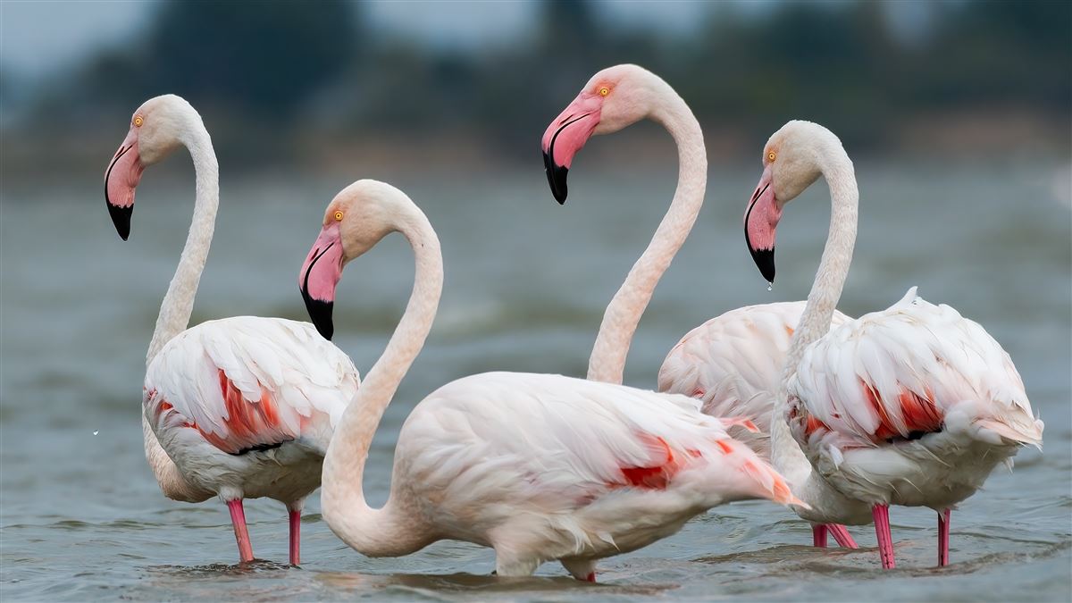 Greater Flamingo