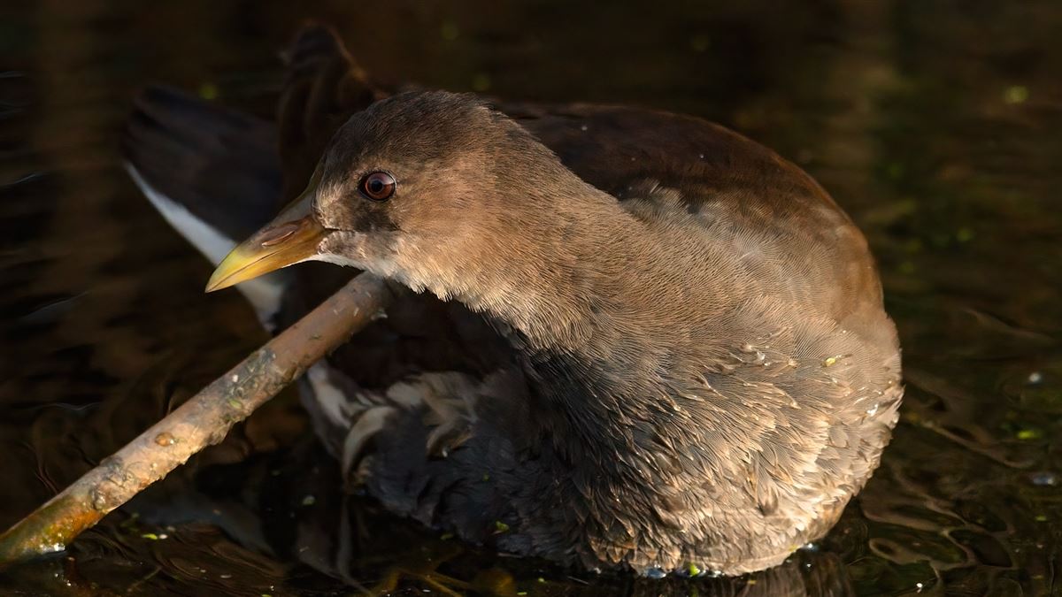Common Moorhen