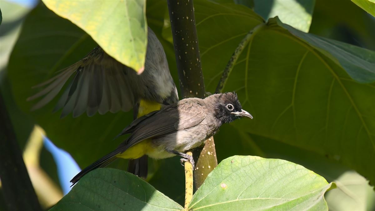 White-spectacled Bulbul