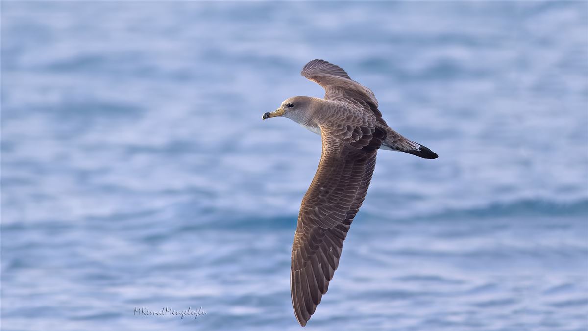 Scopoli`s Shearwater