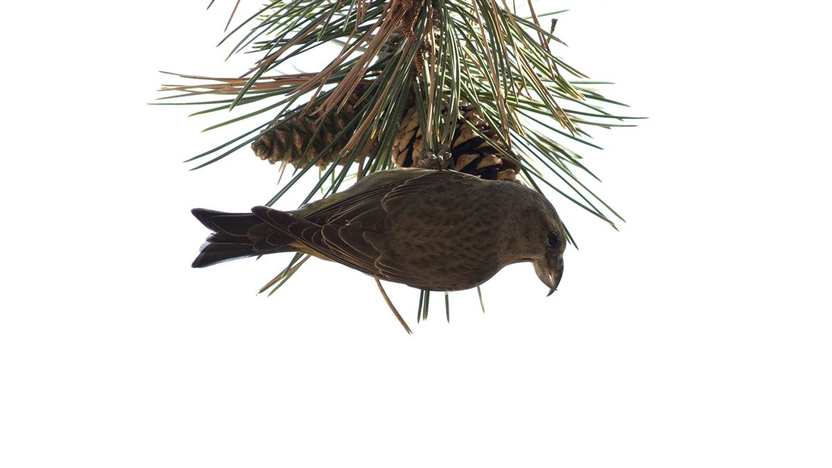 Red Crossbill