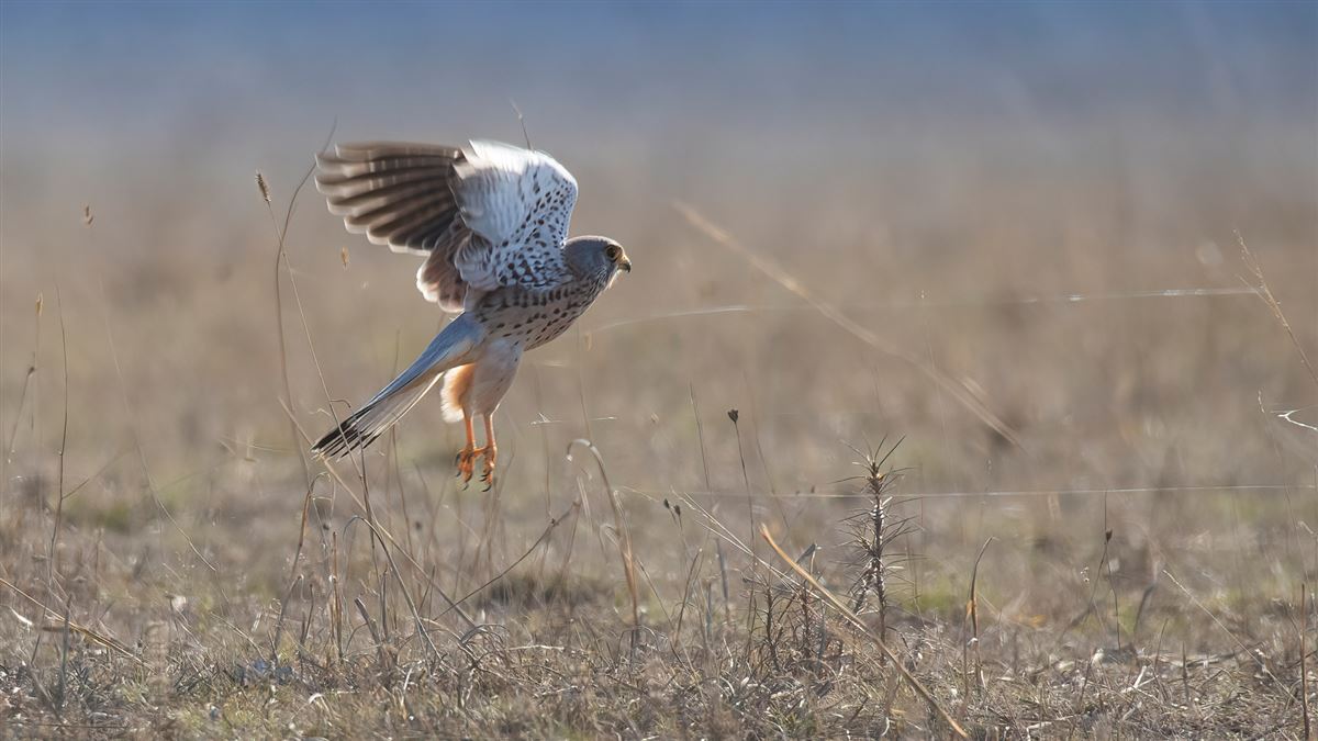 Common Kestrel