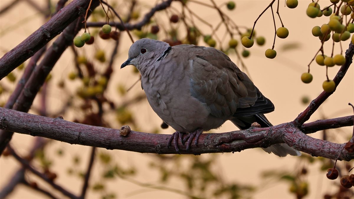 Eurasian Collared Dove