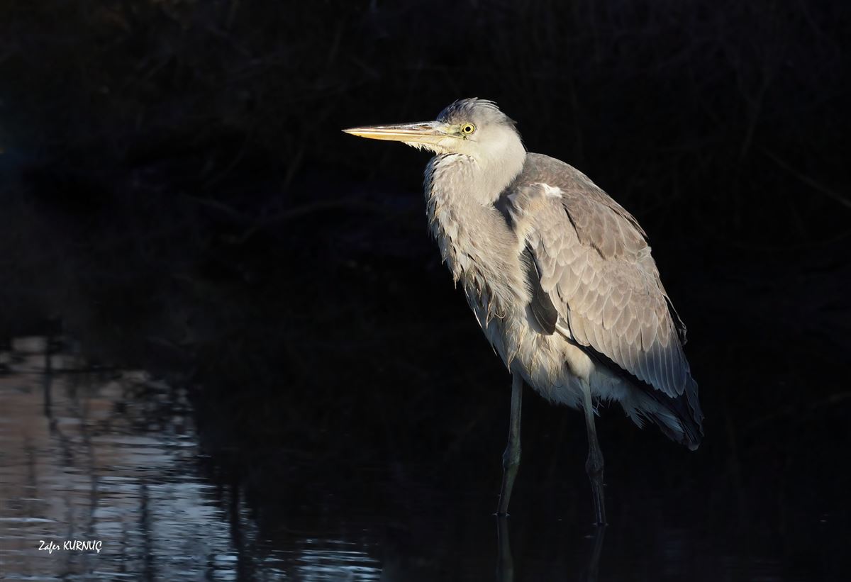 Grey Heron