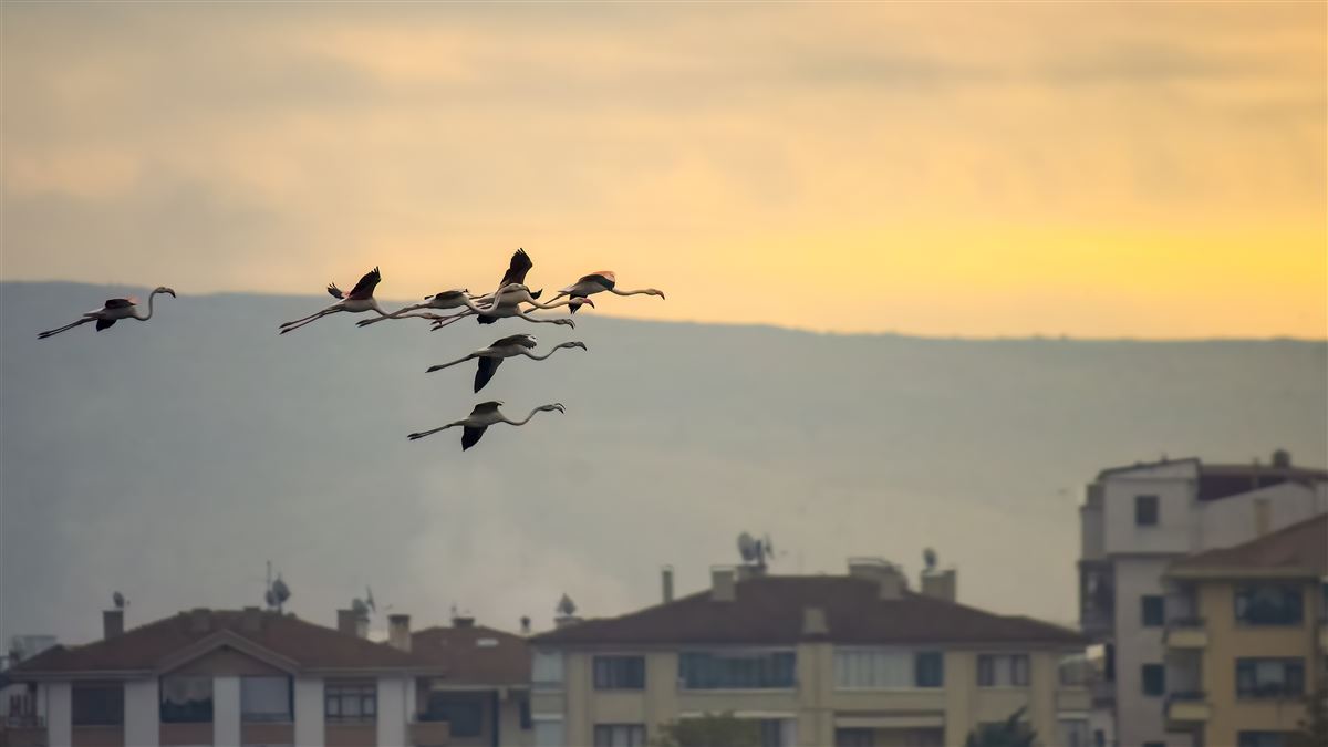 Greater Flamingo