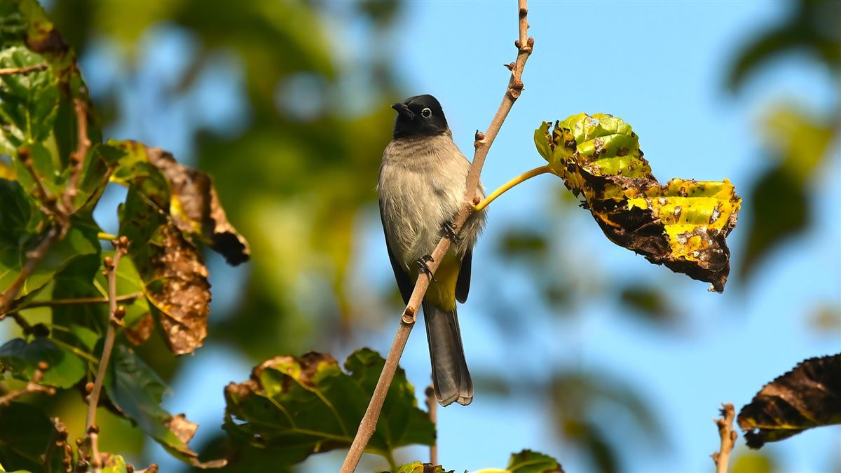 White-spectacled Bulbul