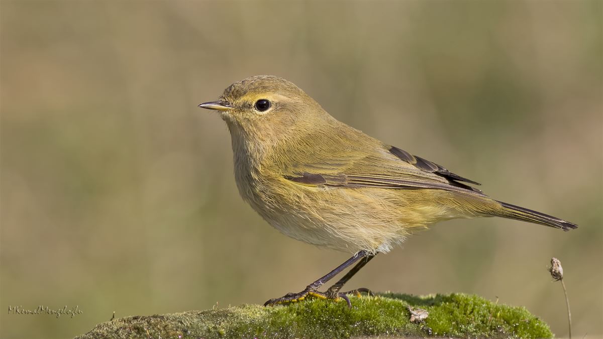 Common Chiffchaff