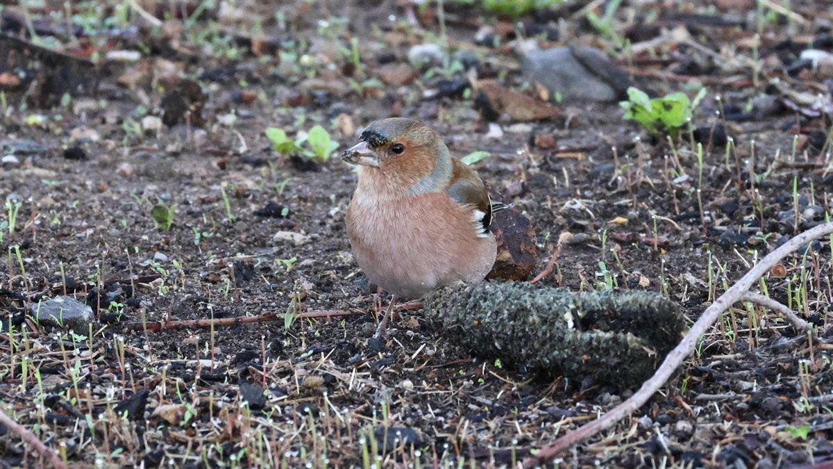 Eurasian Chaffinch
