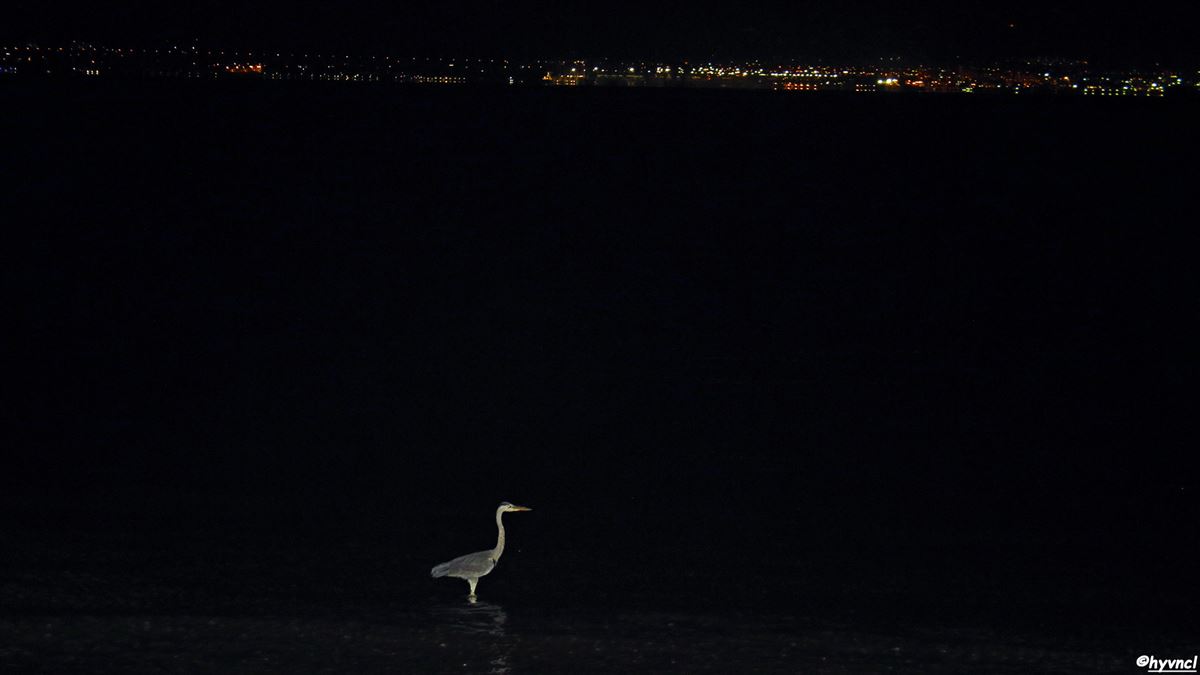 Grey Heron