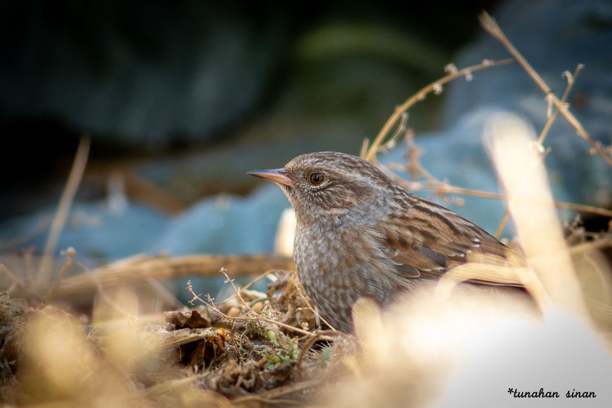 Dunnock