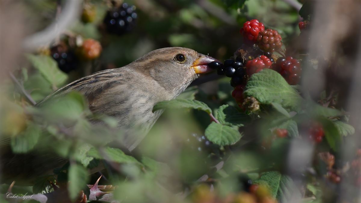 House Sparrow