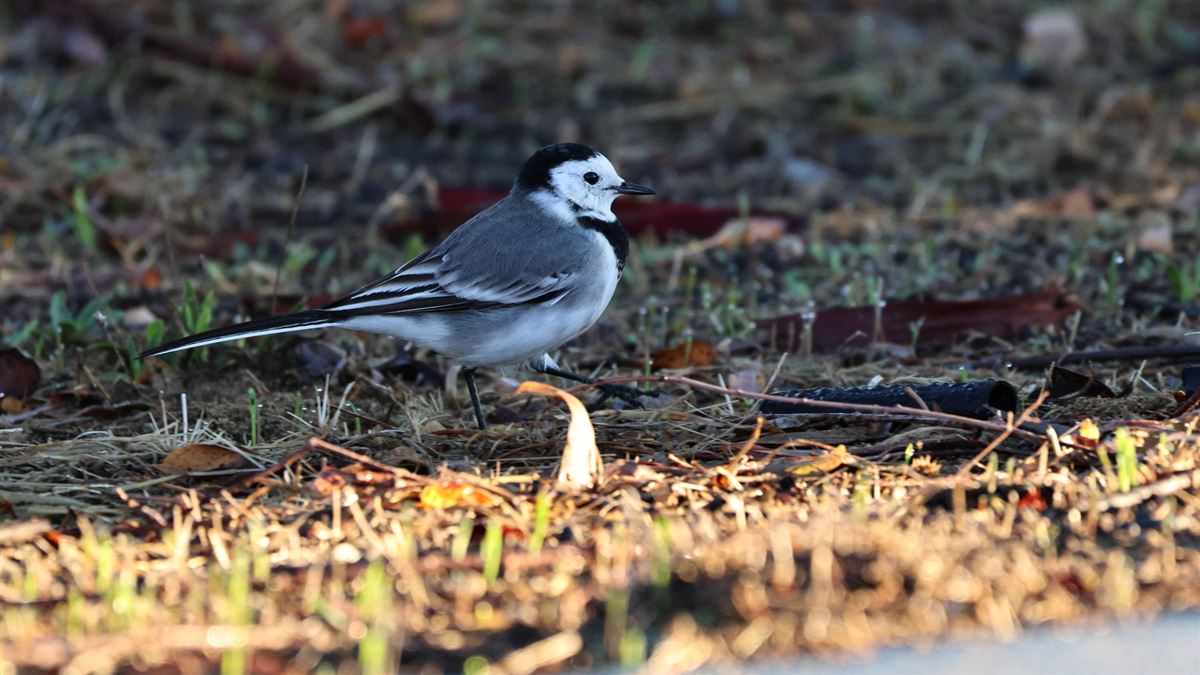 White Wagtail