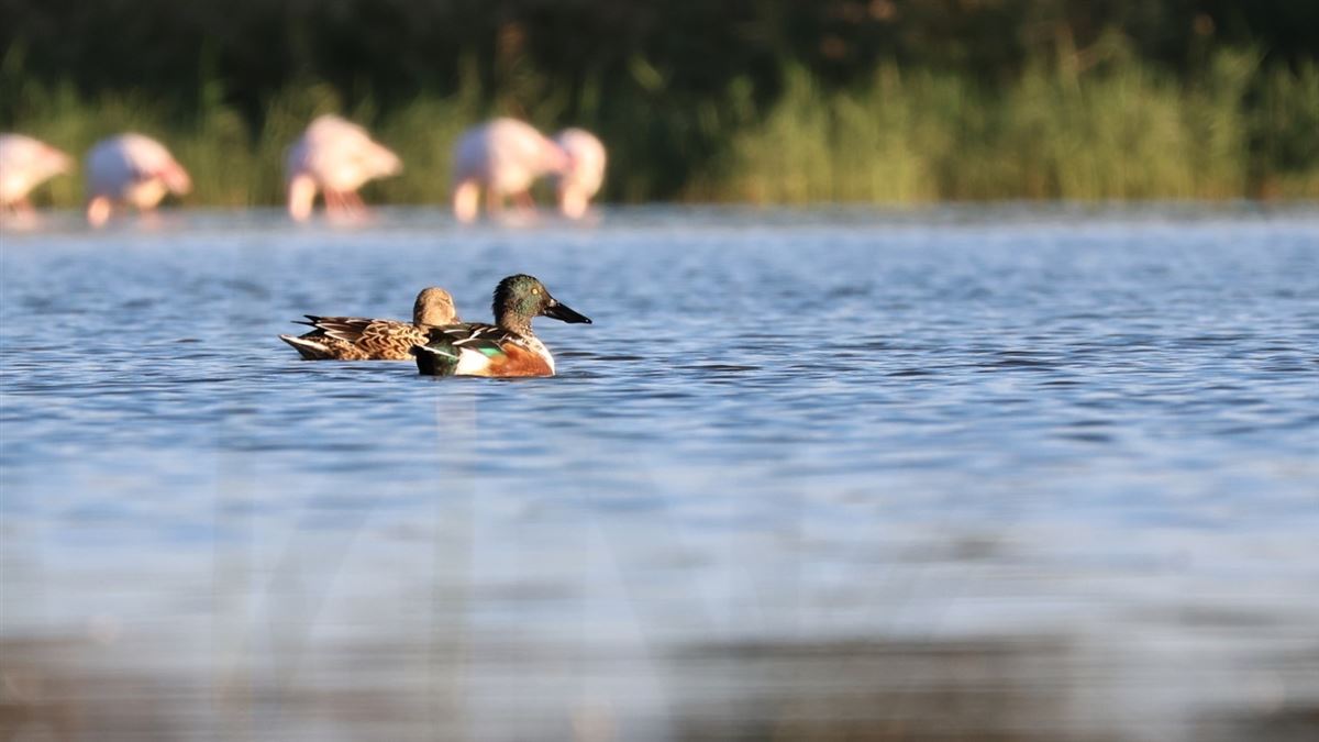 Northern Shoveler