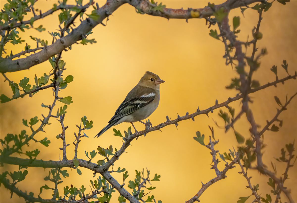 Eurasian Chaffinch