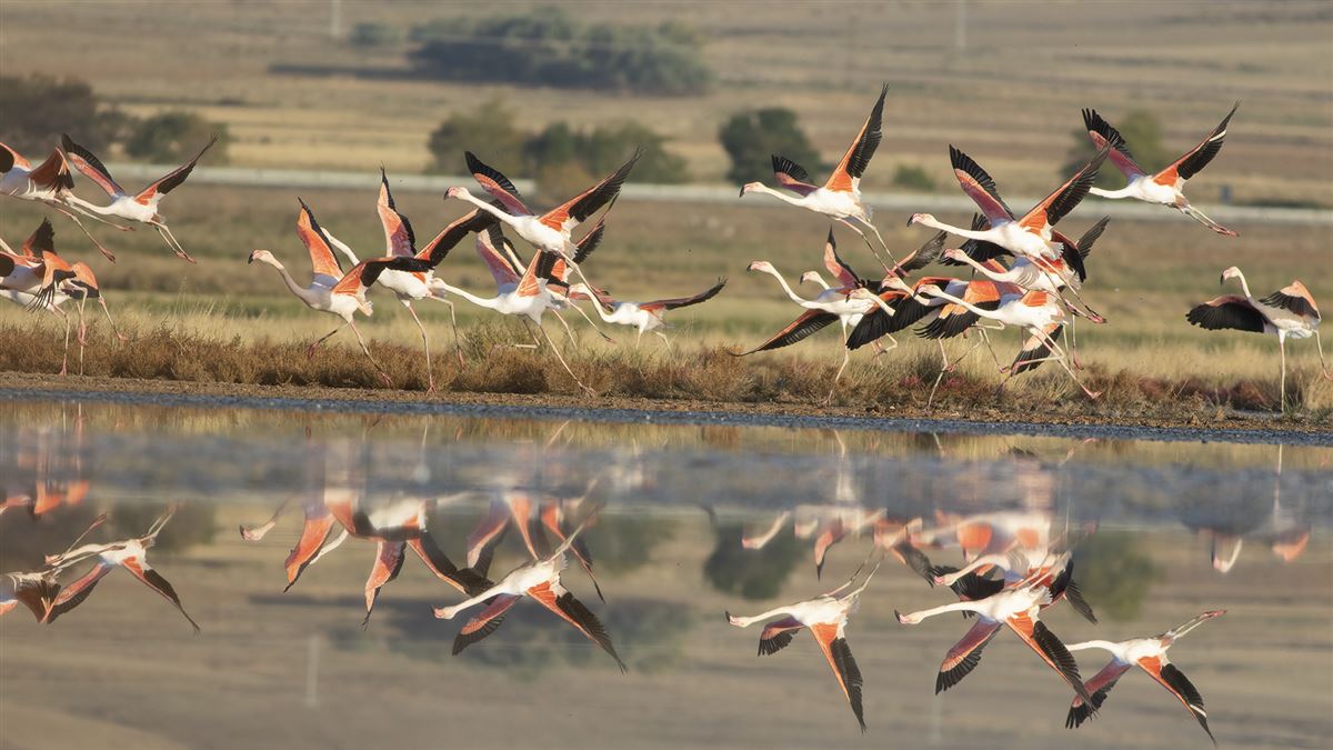 Greater Flamingo