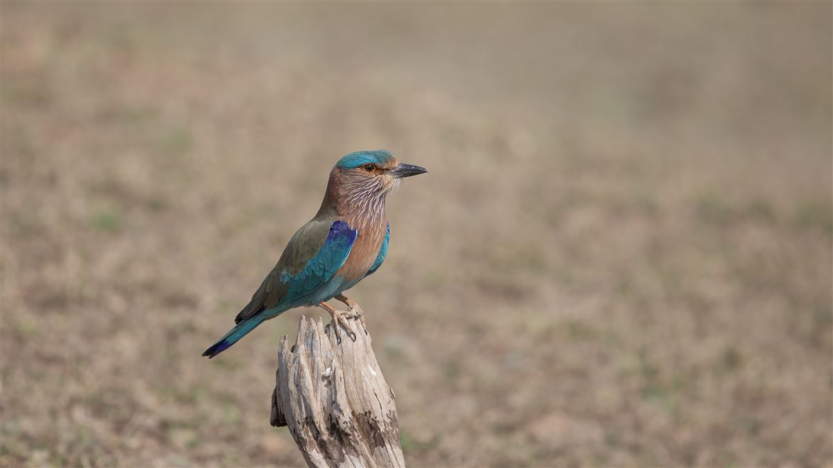 Indian Roller