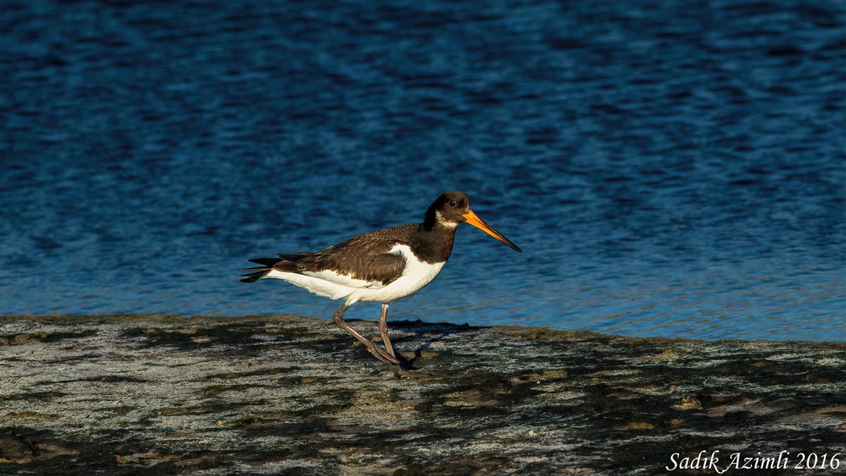 Eurasian Oystercatcher