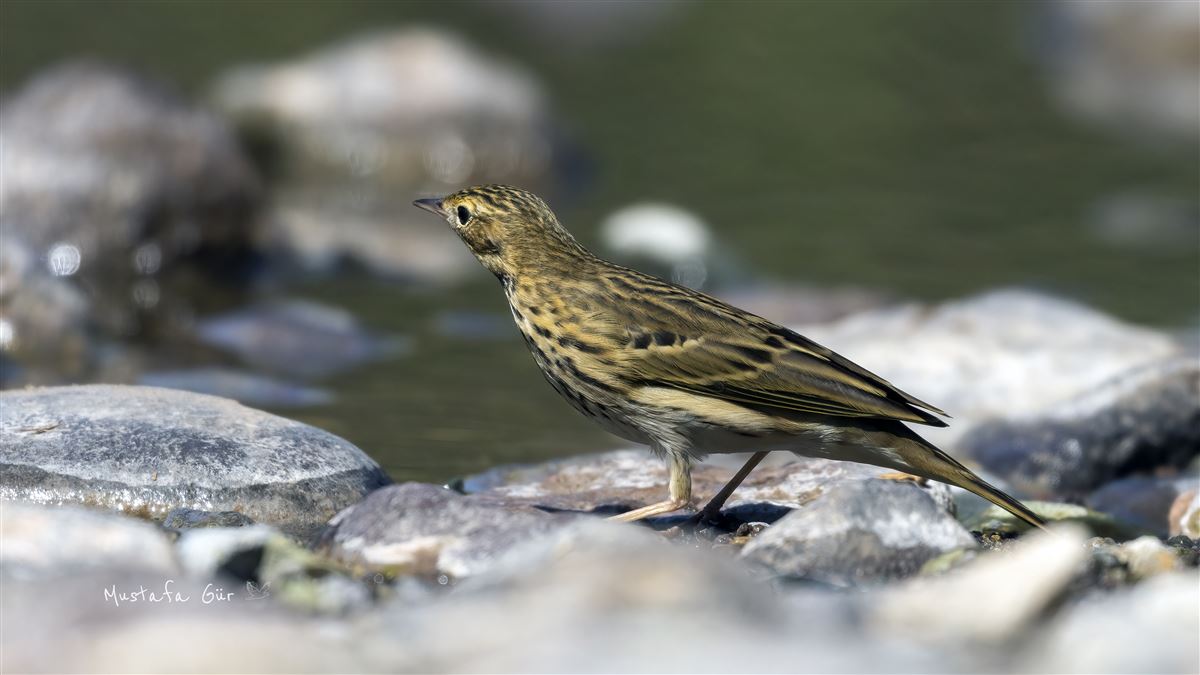 Tree Pipit