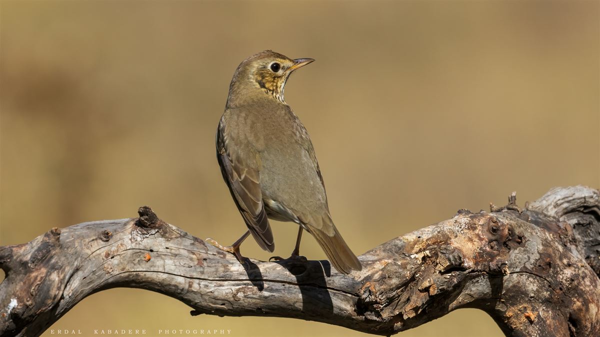 Song Thrush