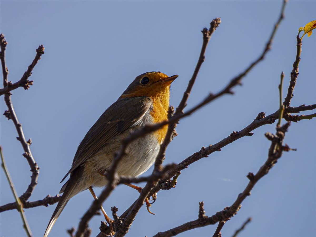 European Robin