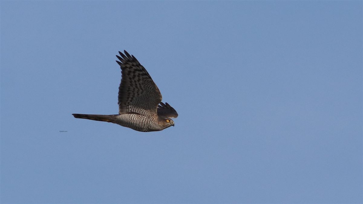 Eurasian Sparrowhawk