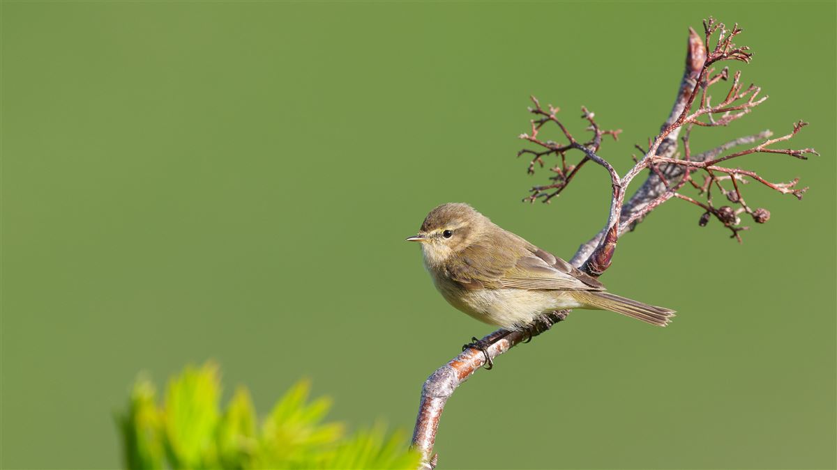 Mountain Chiffchaff