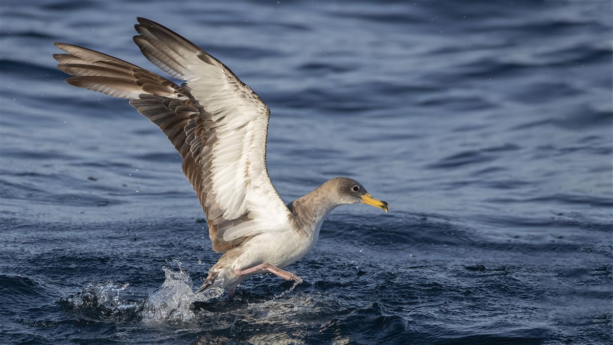 Scopoli`s Shearwater