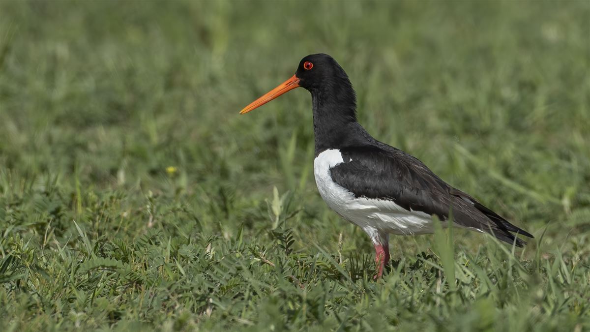 Eurasian Oystercatcher