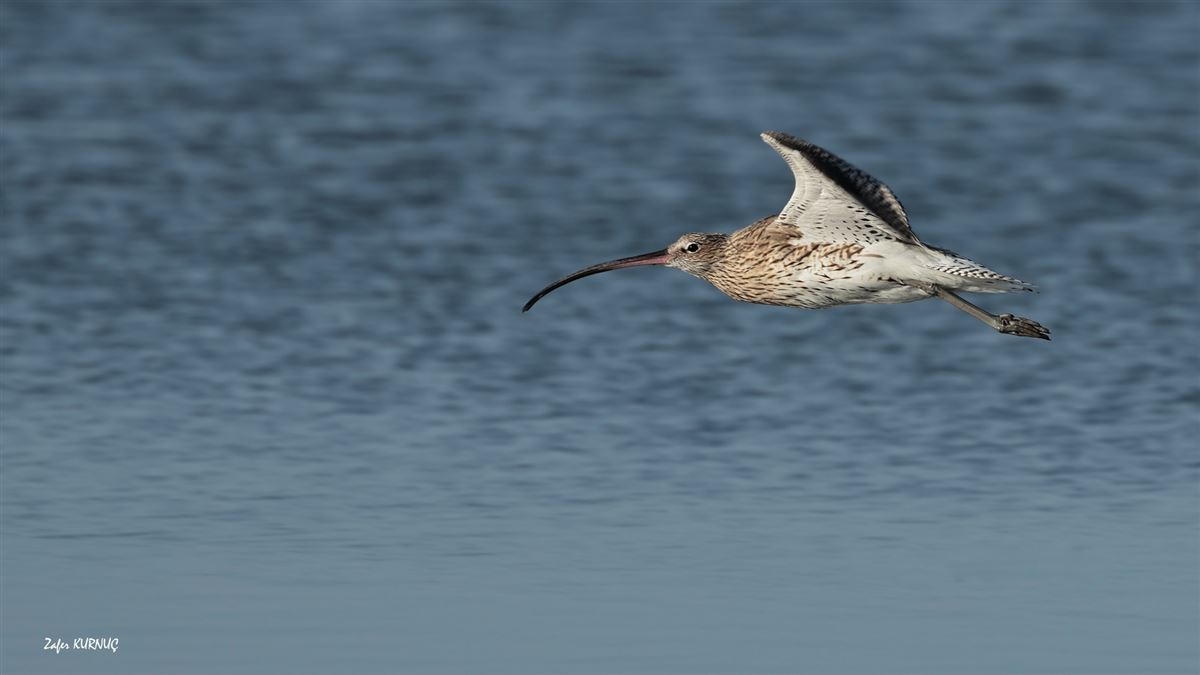 Eurasian Curlew