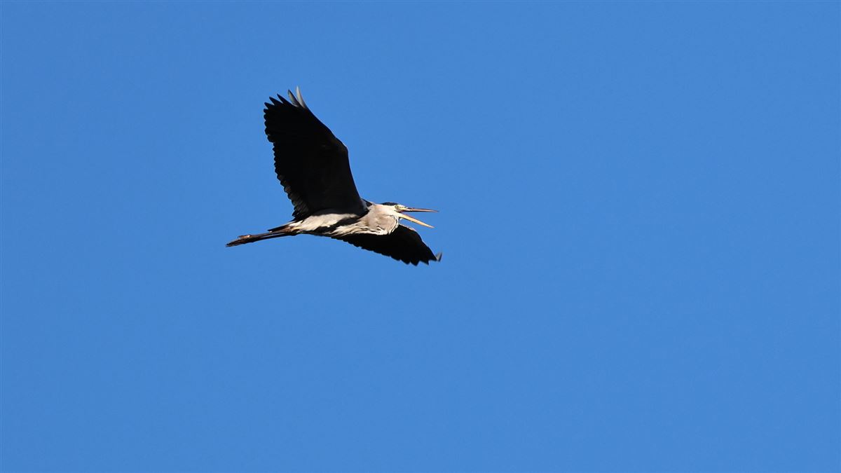 Grey Heron