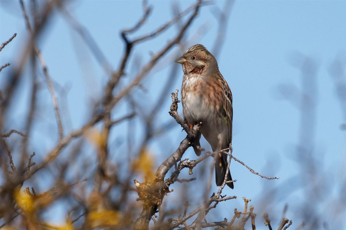 Pine Bunting