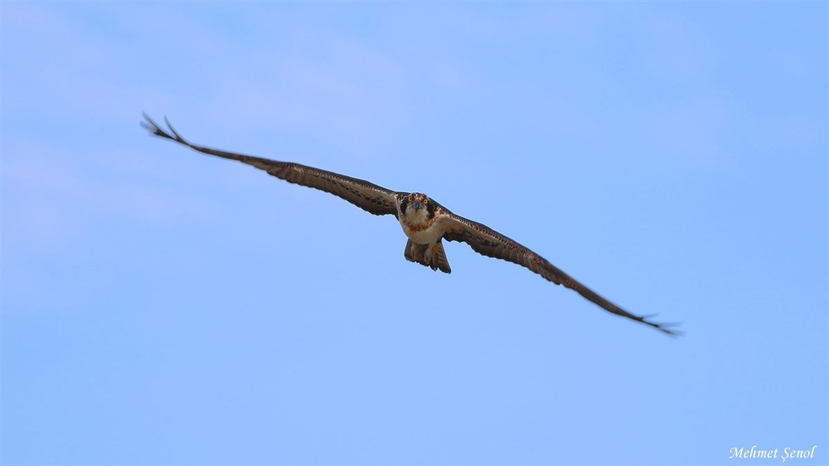 Osprey