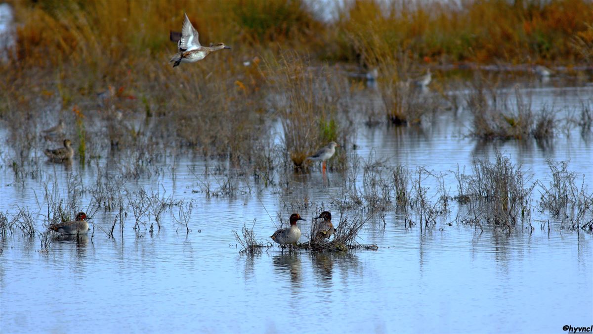 Eurasian Teal