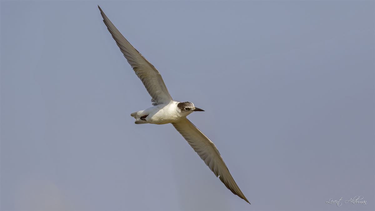 Whiskered Tern