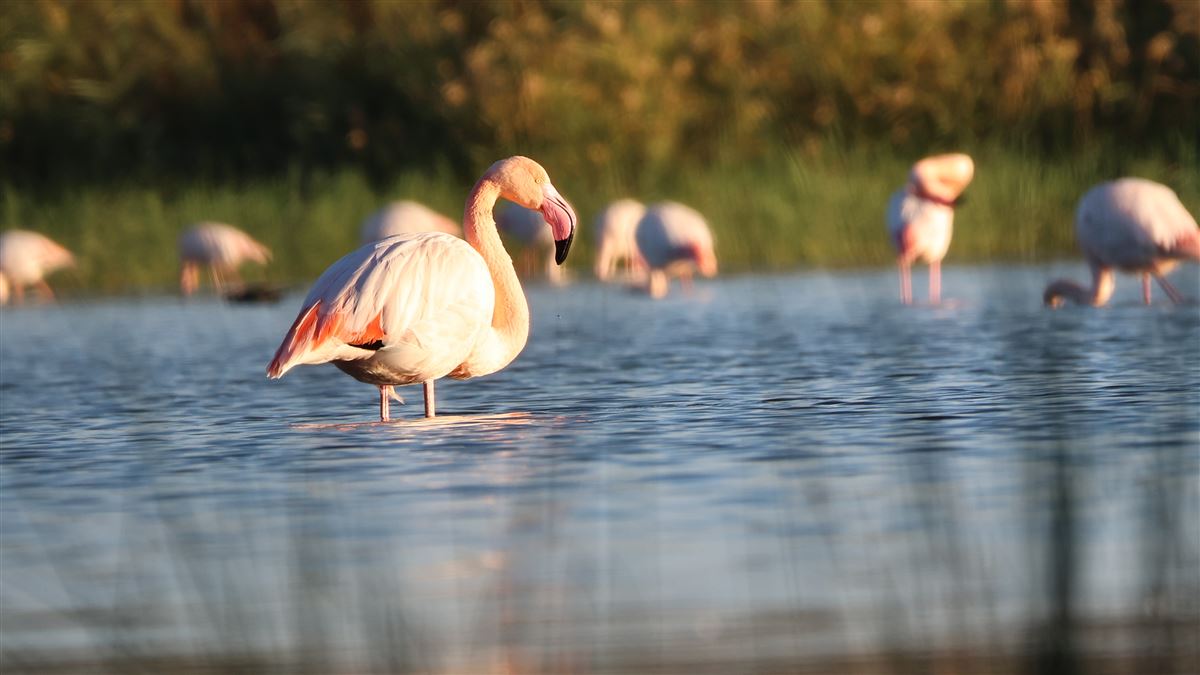 Greater Flamingo