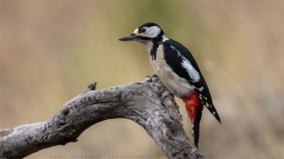 Great Spotted Woodpecker