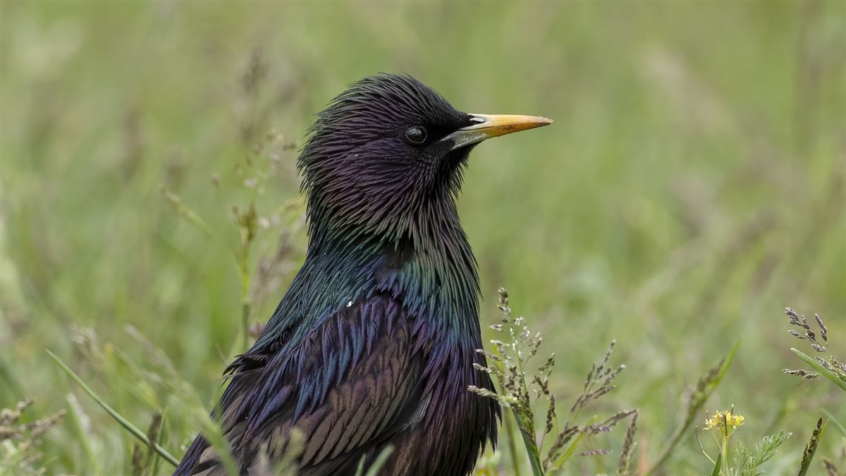 Common Starling