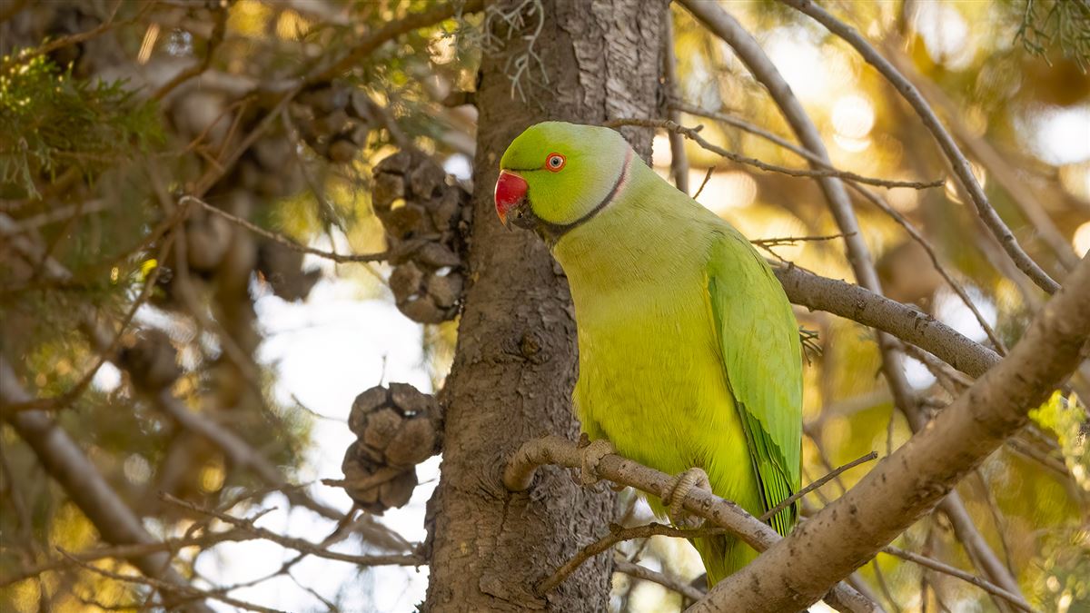 Rose-ringed Parakeet