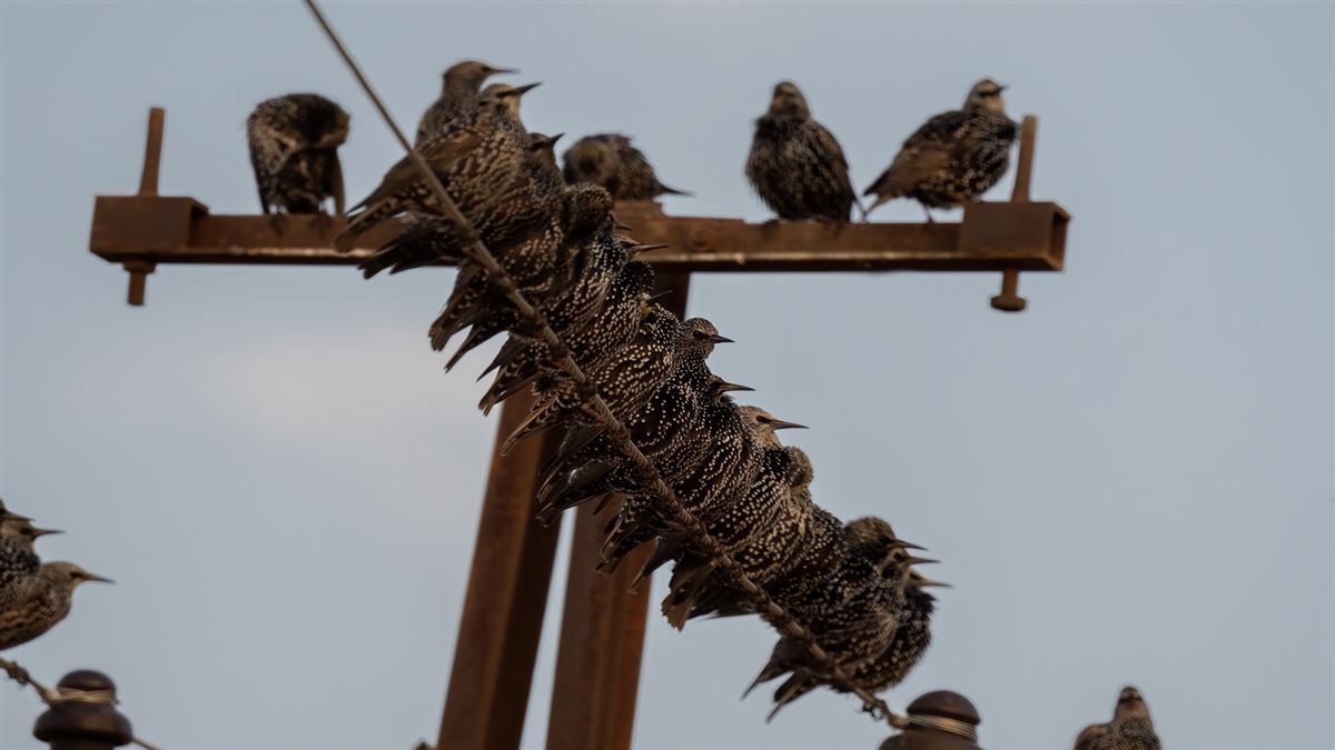 Common Starling