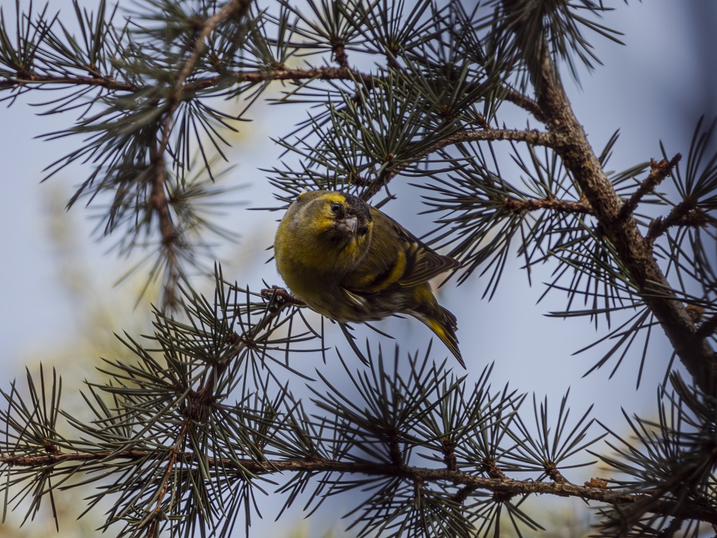 Eurasian Siskin