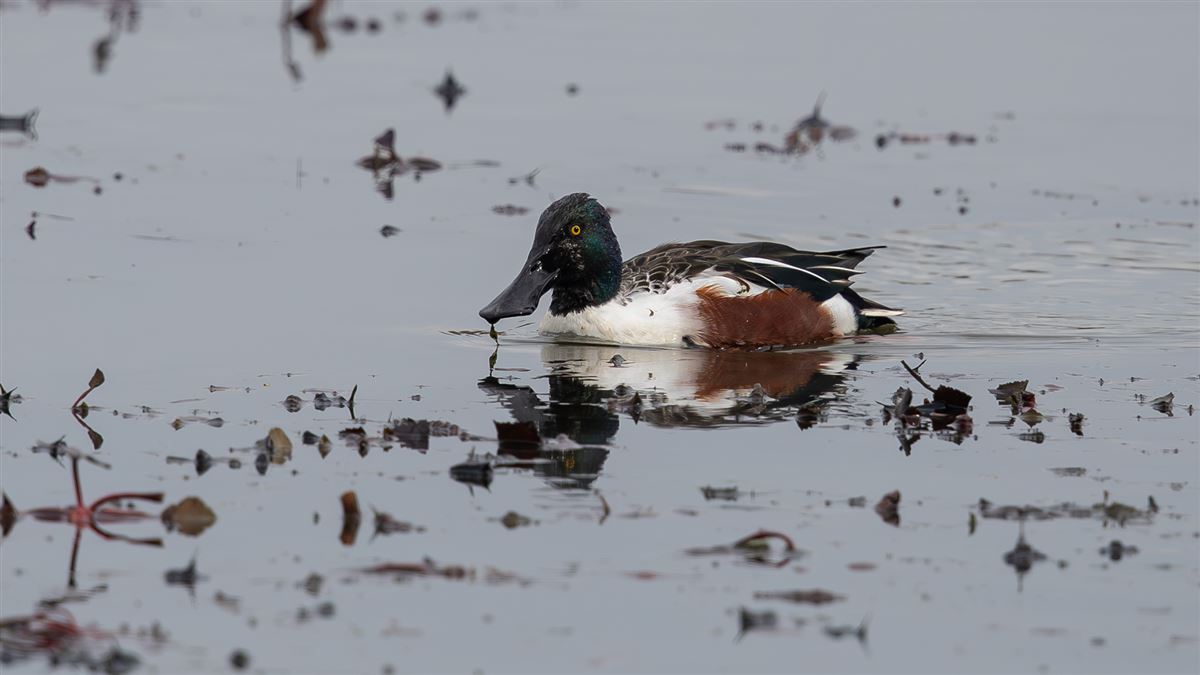 Northern Shoveler