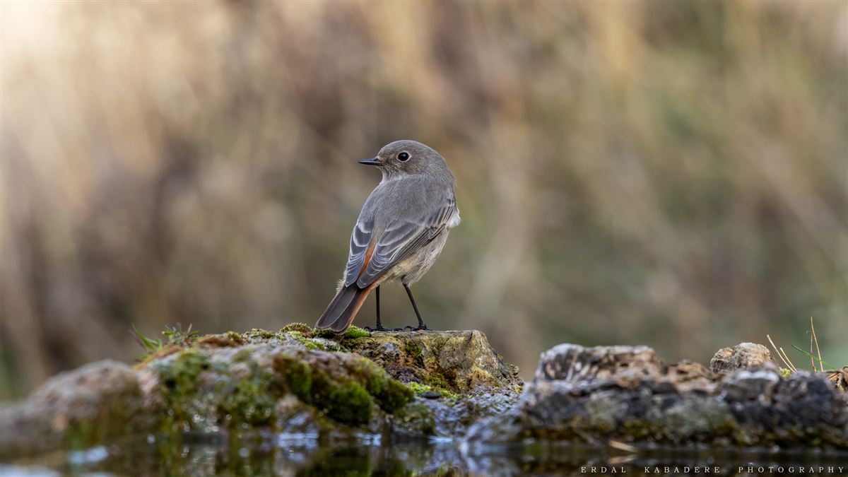 Black Redstart