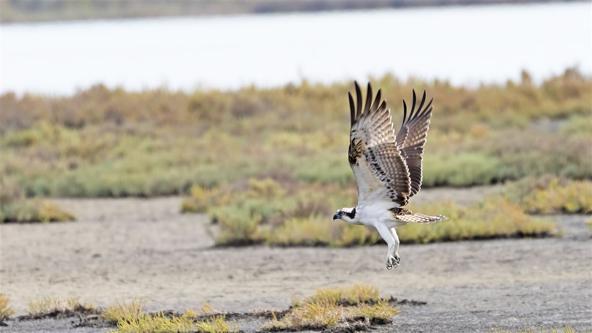 Osprey