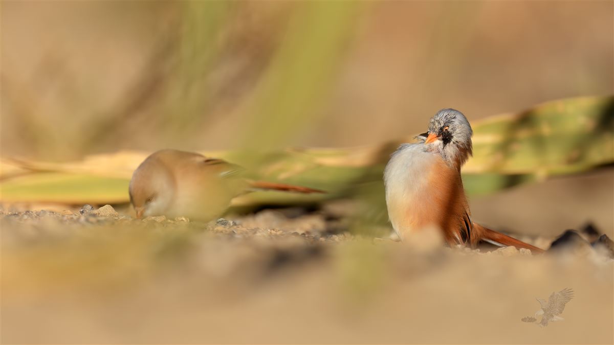 Bearded Reedling