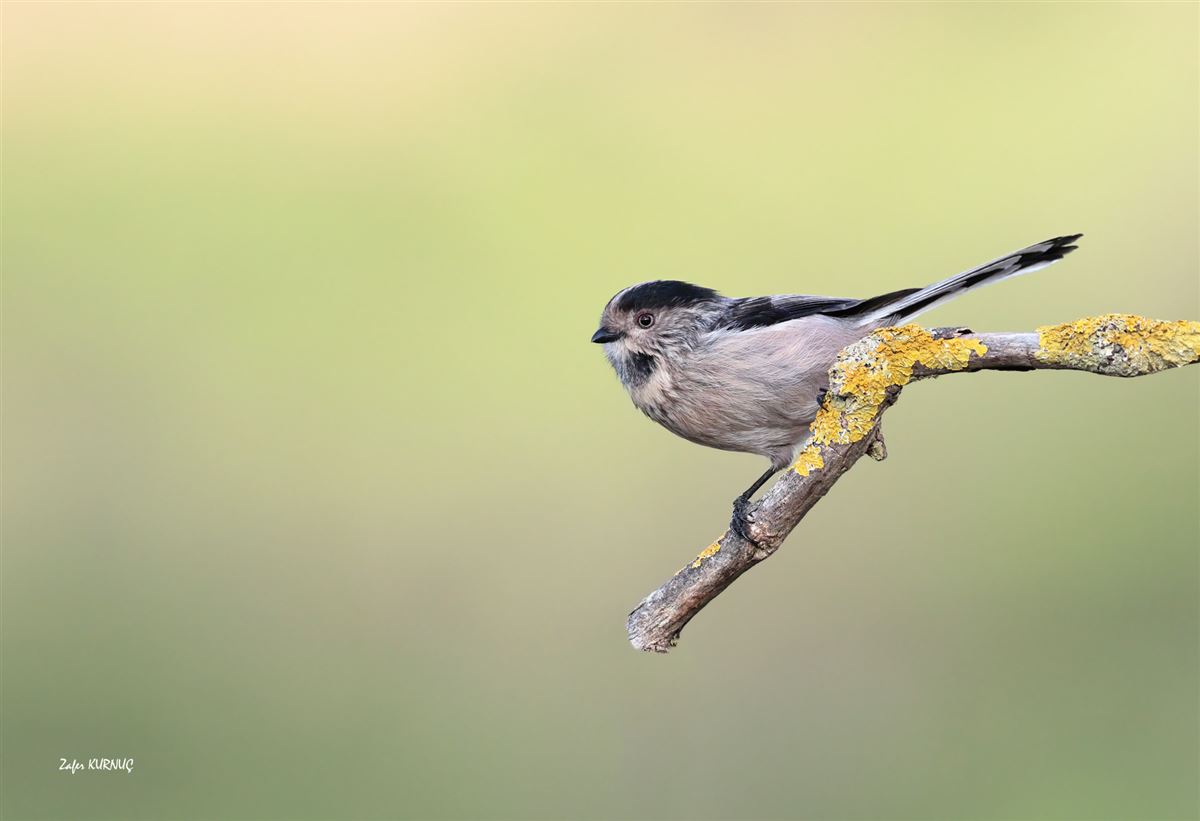 Long-tailed Tit