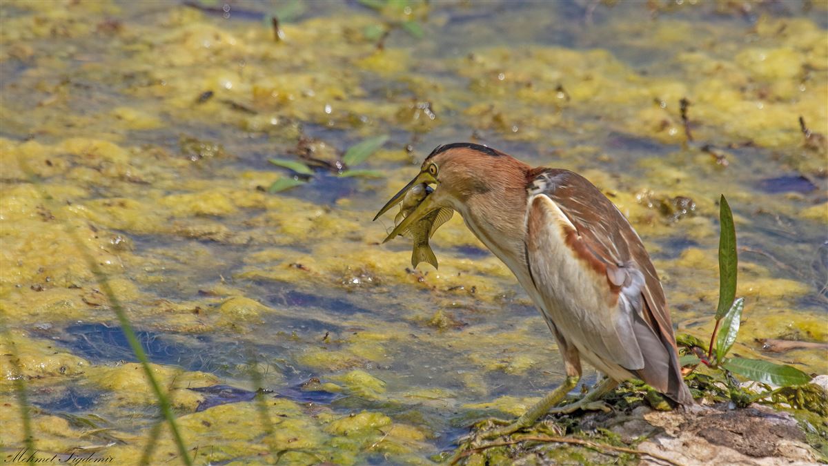Little Bittern