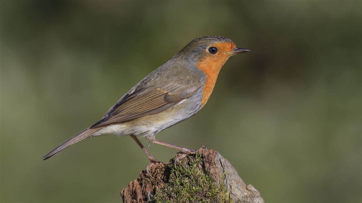 European Robin