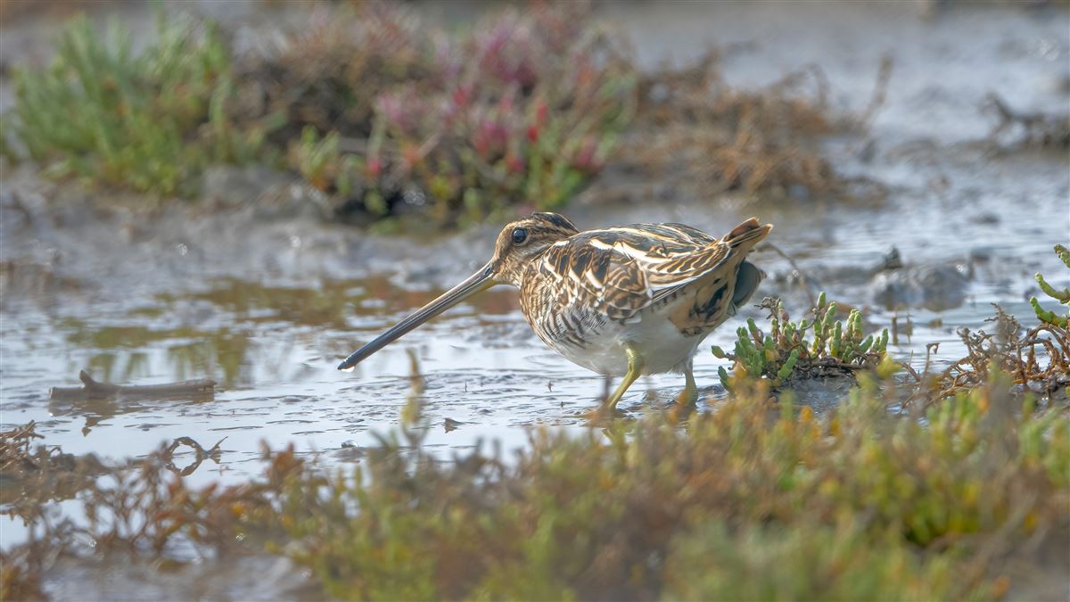 Common Snipe