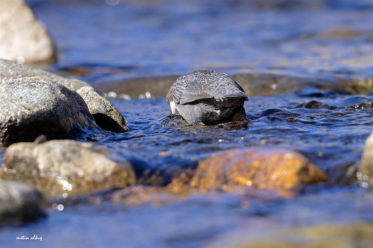 White-throated Dipper