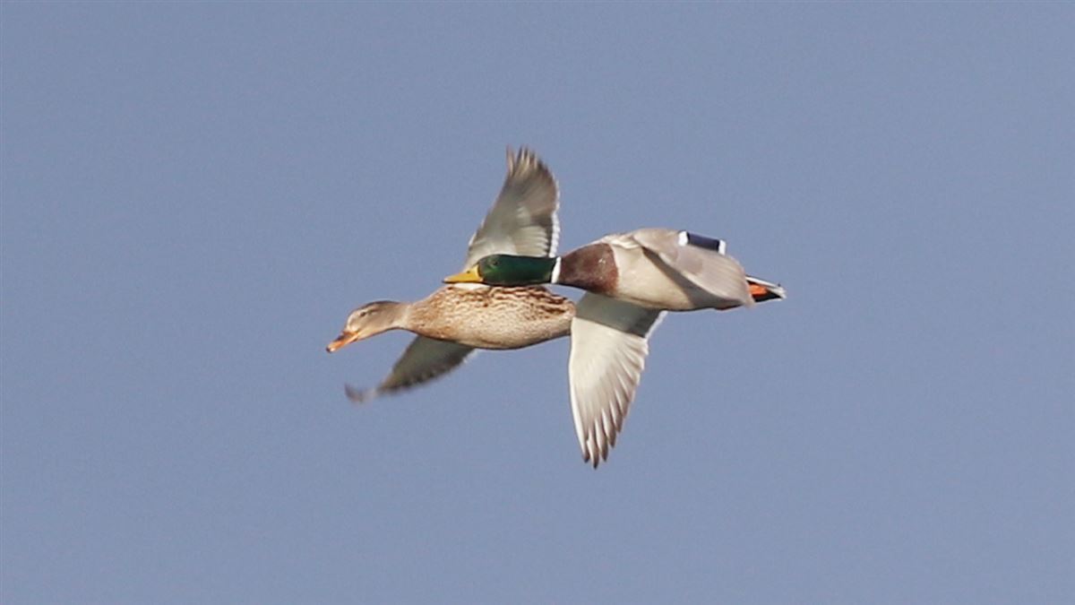 Mallard